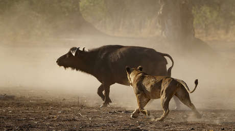 VIDEO: Captan un enfrentamiento entre leones y una manada de búfalos parecido a la escena de ‘El rey león’, pero con un desenlace distinto