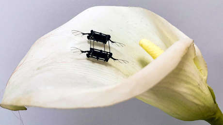 Diseñan unos músculos artificiales para las alas de moscas robóticas