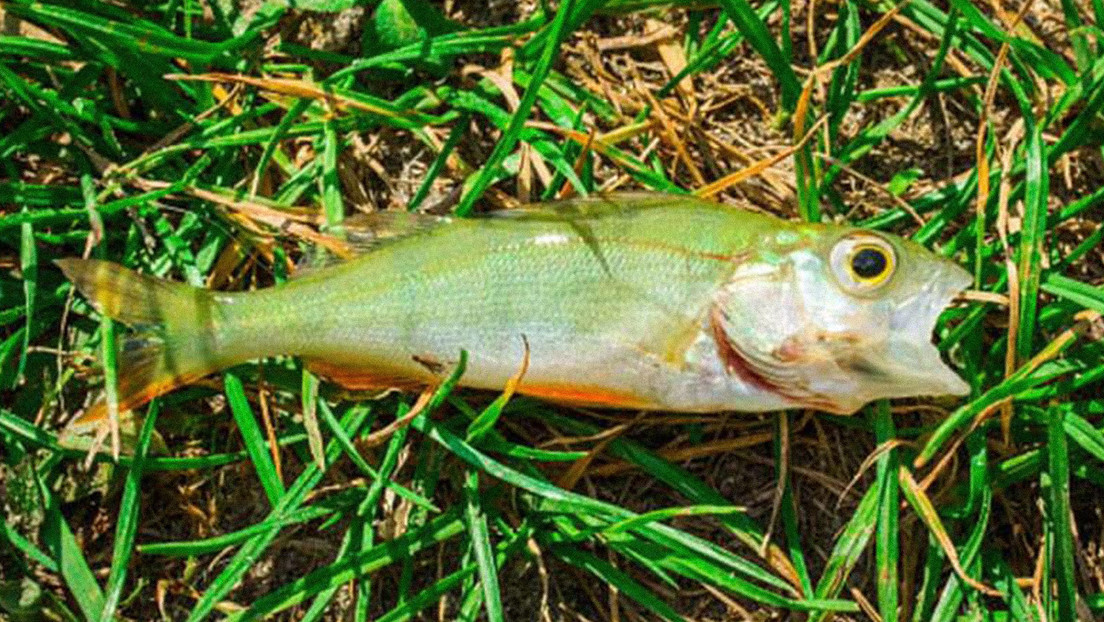 "No, esto no es una broma": peces caen del cielo en una ciudad de Texas