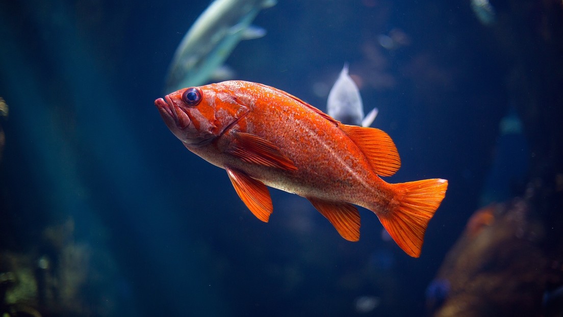 VIDEOS: Científicos israelíes entrenan a peces de colores para conducir vehículos con ruedas