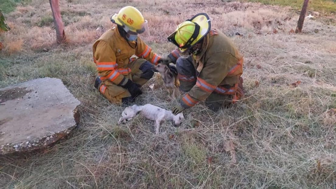 Bomberos rescatan de un pozo a dos perros que llevaban un mes desaparecidos