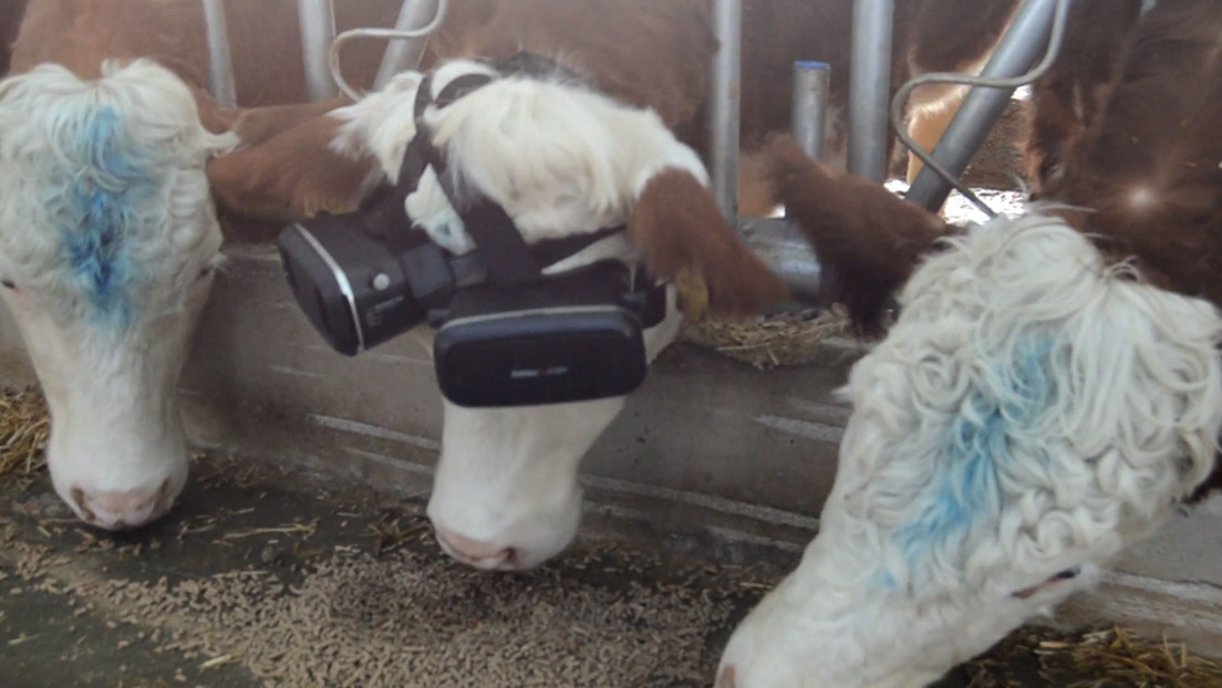 VIDEO: Un granjero les coloca anteojos de realidad virtual a sus vacas (y consigue aumentar la producción de leche)