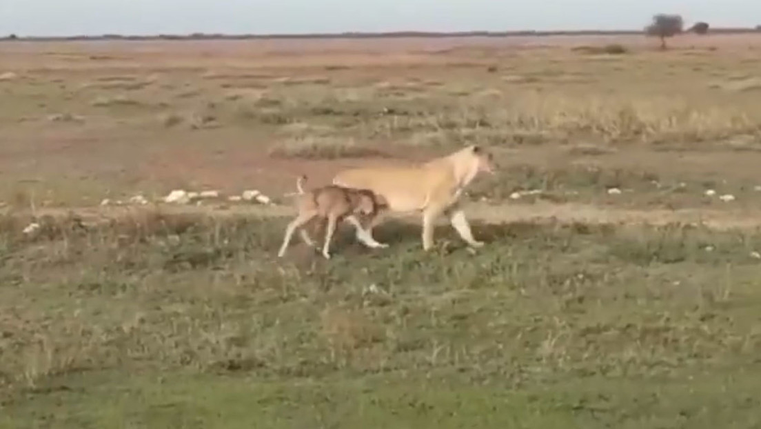VIDEO: Una leona escolta 'cariñosamente' a una cría de ñu hacia un lugar seguro