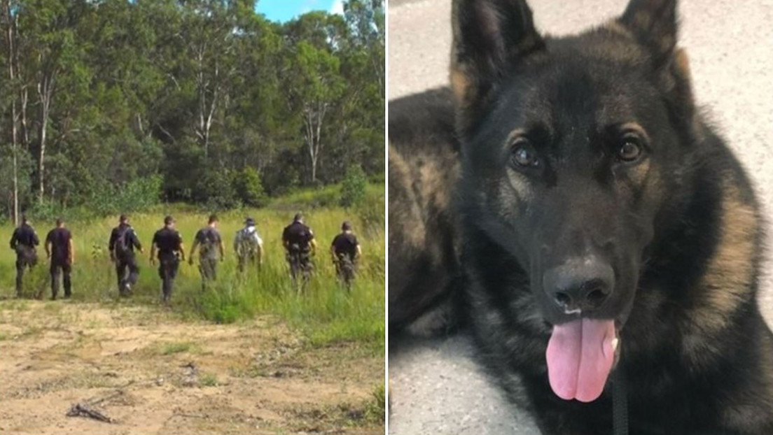 VIDEO: Helicópteros, drones y unas 100 personas buscan un perro que se extravió en Australia durante un operativo policial
