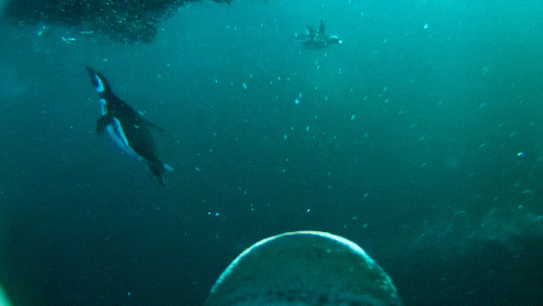Colocan una cámara en un pingüino y captan la forma cómo se alimenta en aguas de Argentina Colocan una cámara en un pingüino y captan la forma cómo se alimenta en aguas de Argentina