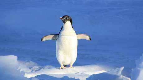 Resurge un video de un pingüino que casi queda aislado de su grupo por una grieta de hielo y logra más de 3 millones de visitas en una semana