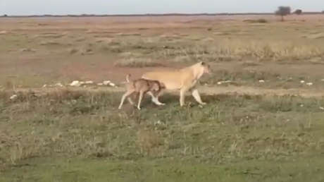 VIDEO: Una leona escolta ‘cariñosamente’ a una cría de ñu hacia un lugar seguro