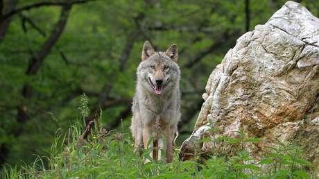 La razón por la que los países nórdicos de Europa reducen sus poblaciones de lobos y por qué esto preocupa a los grupos conservacionistas