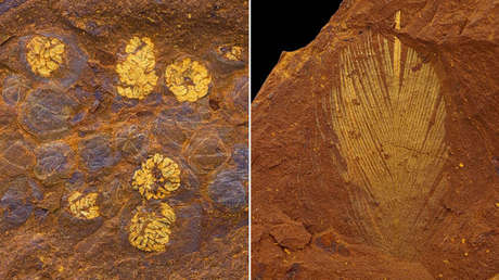 Encuentran en el corazón ‘muerto’ de Australia fósiles de arañas, cigarras gigantes y peces de millones de años y calidad excepcional