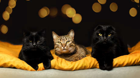 FOTOS: Tres gatos toman de ‘rehén’ una licuadora (y sus dueñas no pueden desempacarla desde hace semanas)
