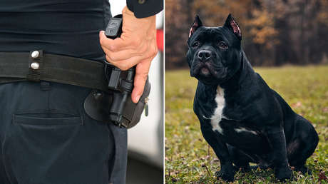 Un policía mata a tiros a un cachorro de 8 meses en EE.UU. sin que el perro se mostrara agresivo  (VIDEO)