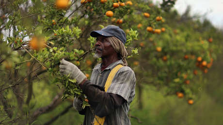 Los precios de los futuros del jugo de naranja suben al pronosticarse la peor cosecha en Florida desde la Segunda Guerra Mundial