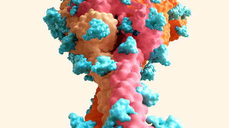 "Inmunidad innata": descubren un mecanismo de defensa natural que bloquea al coronavirus