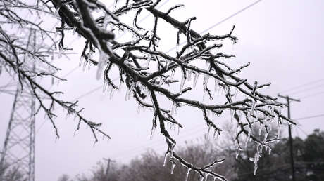 "Suenan como disparos": estallan árboles en Texas en medio de una tormental invernal