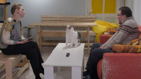 VIDEO: El gato Elefantito interrumpe una entrevista televisada y «aporta claridad» al diálogo
