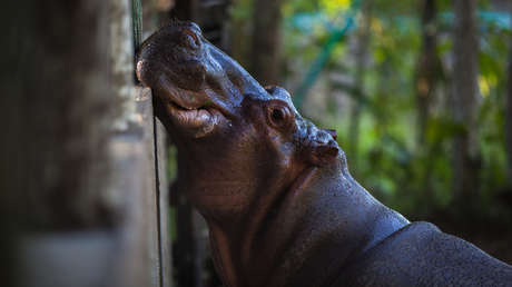 «Los hipopótamos ya no son africanos, son colombianos»: activistas se oponen al plan de declarar los animales de Pablo Escobar como especie invasora