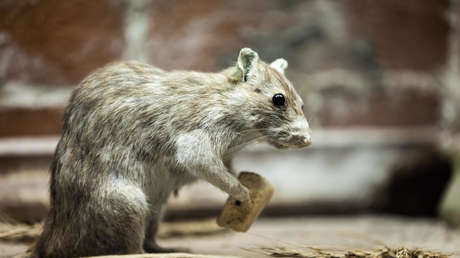 Hallan más de 1.000 roedores muertos en un centro de distribución de mercancías en EE.UU.