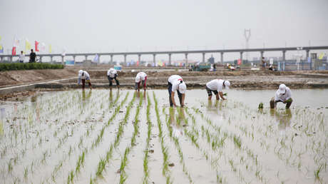 Avanza con éxito el plan de China para alimentar a 80 millones de personas con su «arroz de agua salada»