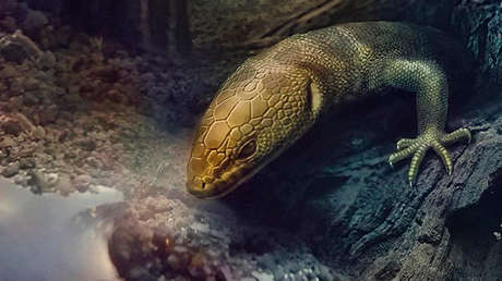 FOTO: Encuentran una lagartija perfectamente conservada que habitó la Tierra mucho antes que el ‘Tyrannosaurus rex’