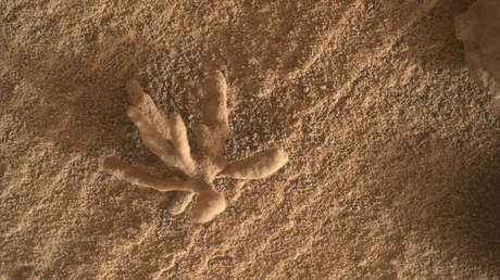 El róver Curiosity de la NASA descubre una formación mineral con forma de coral en la superficie de Marte (FOTO)