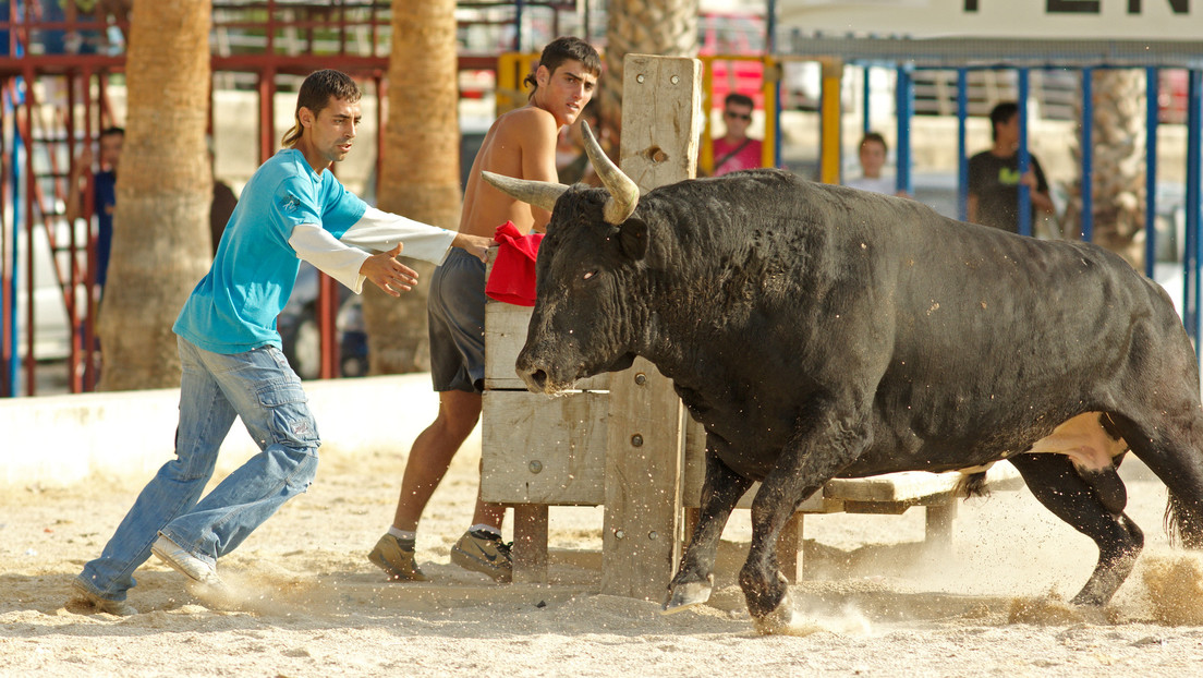 'Bous al carrer': ¿En qué consisten los tradicionales (y polémicos) festejos taurinos en España que ya dejan tres muertos en 24 horas?