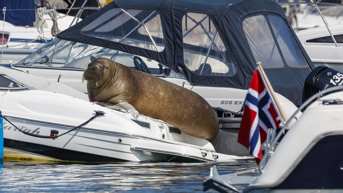 Sacrifican a una morsa en Noruega tras la negativa de la gente a mantener distancia con el animal