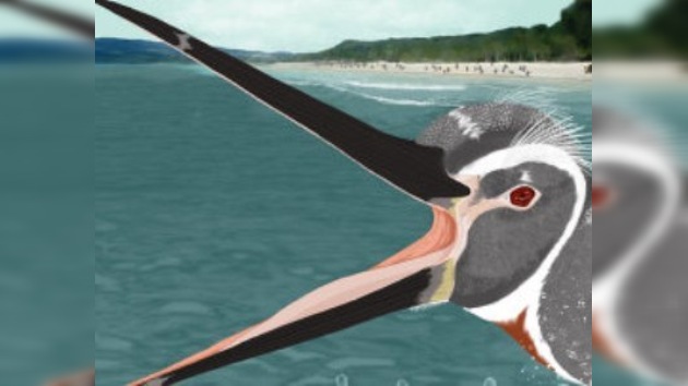 Pingüinos prehistóricos no "vestían" en blanco y negro