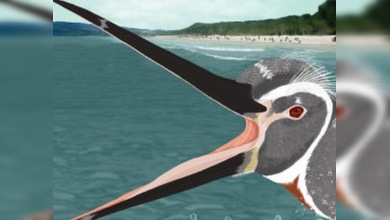 Pingüinos prehistóricos no "vestían" en blanco y negro