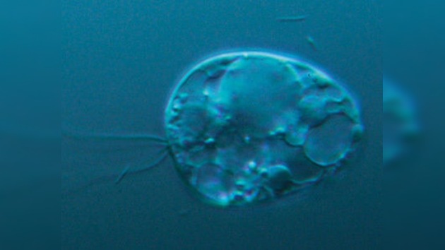 Nuestro 'pariente' más lejano es un protozoo hallado en el barro de un lago noruego