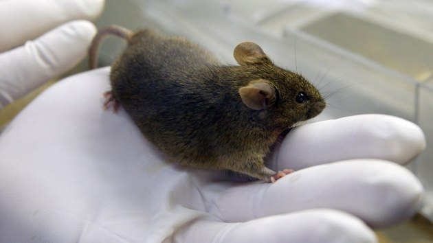 Científicos japoneses clonaron un ratón a partir de una gota de sangre