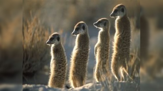 Una suricata encuentra el amor a través de Internet