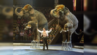 Los artistas del circo ruso regresan a Moscú sin sus animales