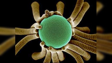 Anuncian a los ganadores del concurso de visualización científica