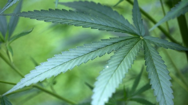Estudio: el cannabis podría frenar el crecimiento de tumores cerebrales