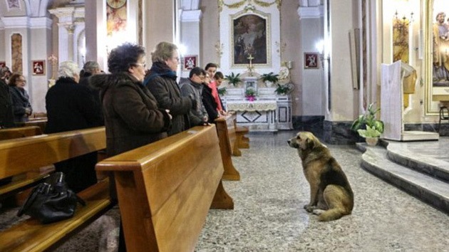 El perro más 'pastor': asiste a diario a la iglesia en busca de su dueña fallecida