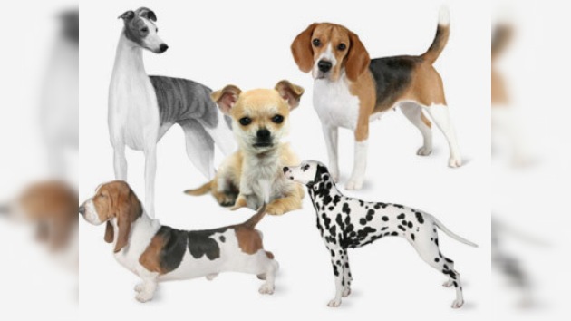 Los perros más caros