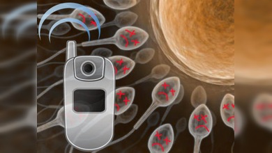 Los móviles afectan a la fertilidad masculina