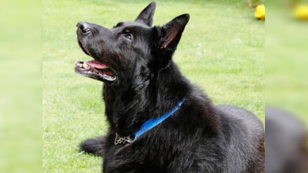 El perro de 'Harry Potter' busca a un nuevo dueño