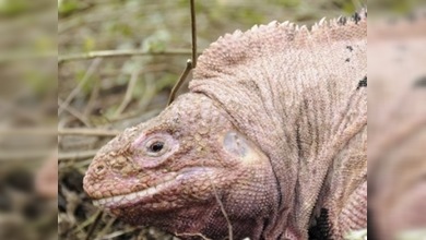 El enigma de la iguana rosada de Galápagos, se resolverá pronto