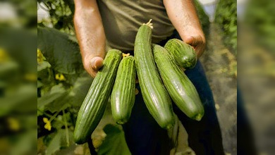 Aparecen víctimas de los pepinos españoles en varios países europeos