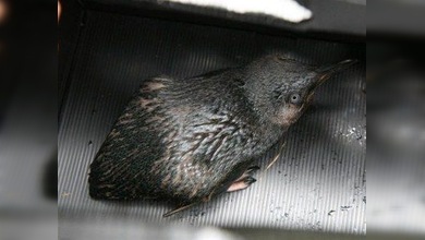 Los pingüinos azules 'desteñidos' por crudo vuelven a casa