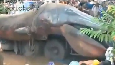 Video: Un enorme animal marino causa furor en Vietnam