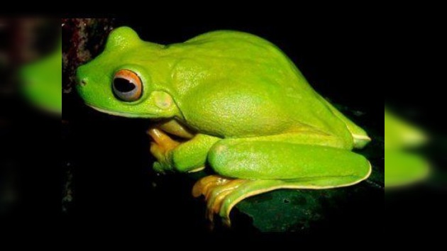 Más de un millar de especies desconocidas fueron descubiertas en Nueva Guinea