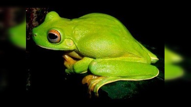 Más de un millar de especies desconocidas fueron descubiertas en Nueva Guinea