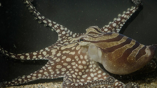 Video: Gran pulpo pacífico rayado se presenta en sociedad mundialmente