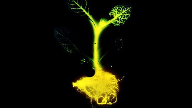 La ciencia podría crear pronto un repollo luminiscente