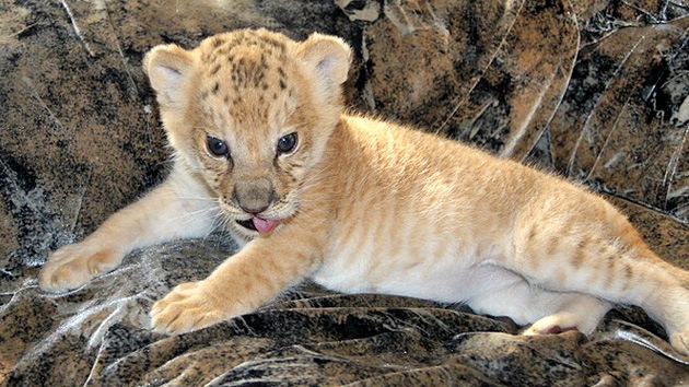 Fotos: Lelegresa, el felino único que sorprende y maravilla Siberia