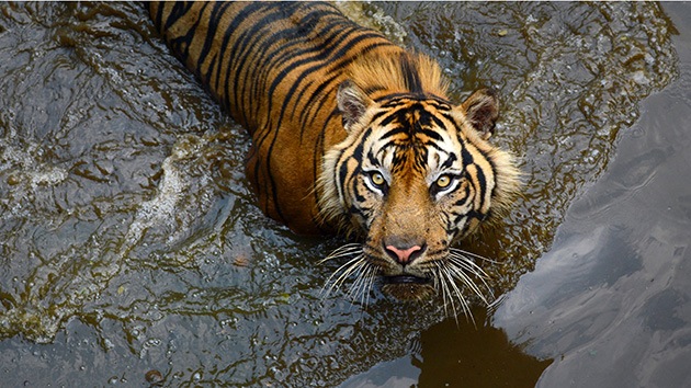 El virus del moquillo canino mata a tigres, pandas y leones en la India
