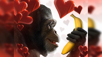 Los 'juguetes' sexuales, ¿sólo para los humanos?