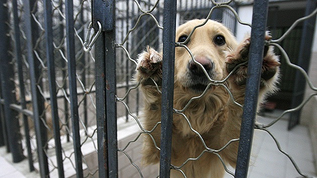 Cae una red china que comerciaba con carne de perro y gato